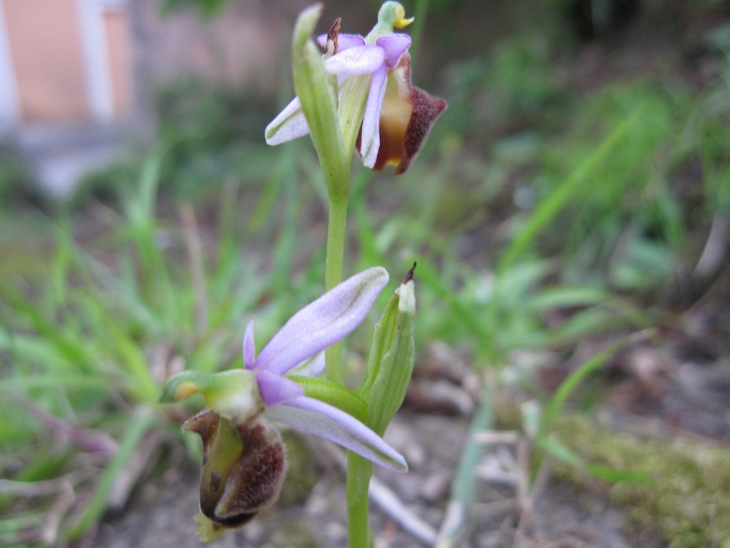 Ophrys da determinare (Ophrys argolica subsp. crabronifera)